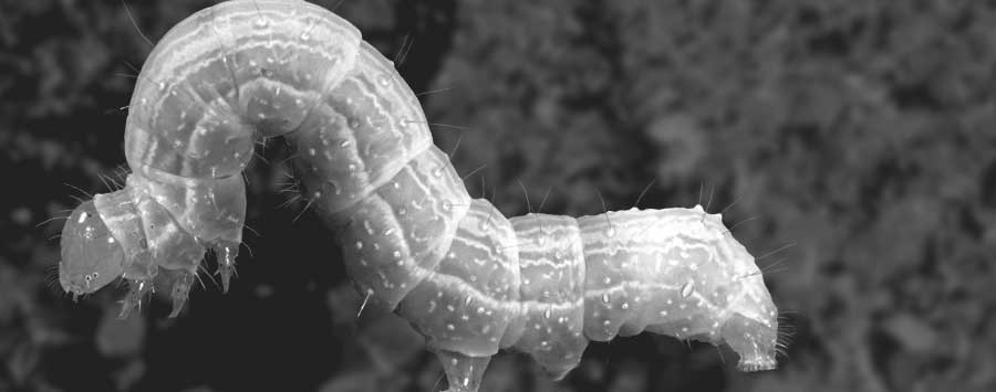 Grayscale photo of a Cabbage Looper worm