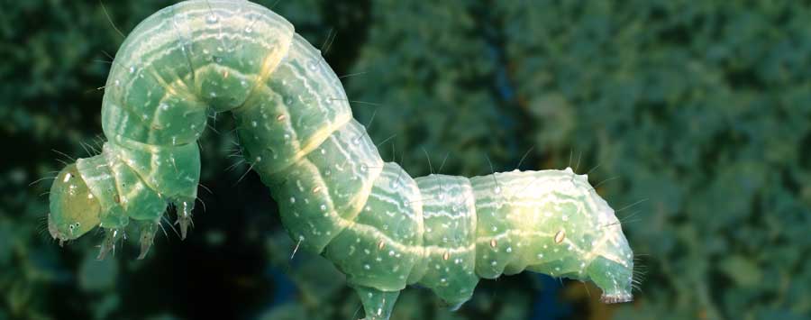 Photo of a green Cabbage Looper worm